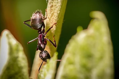 Sprawdzone spospoby na mrówki w domu - jak się ich pozbyć?