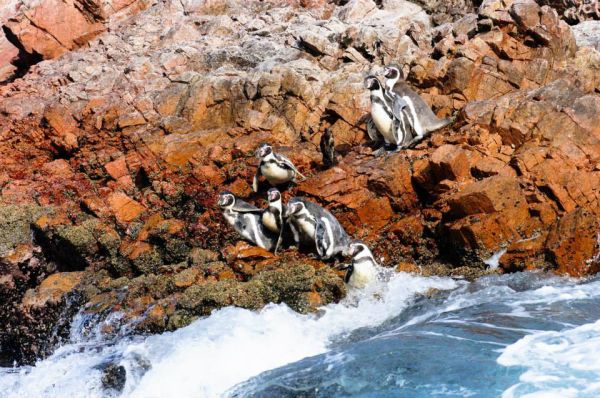  Pingwiny na Islas Ballestas, Peru