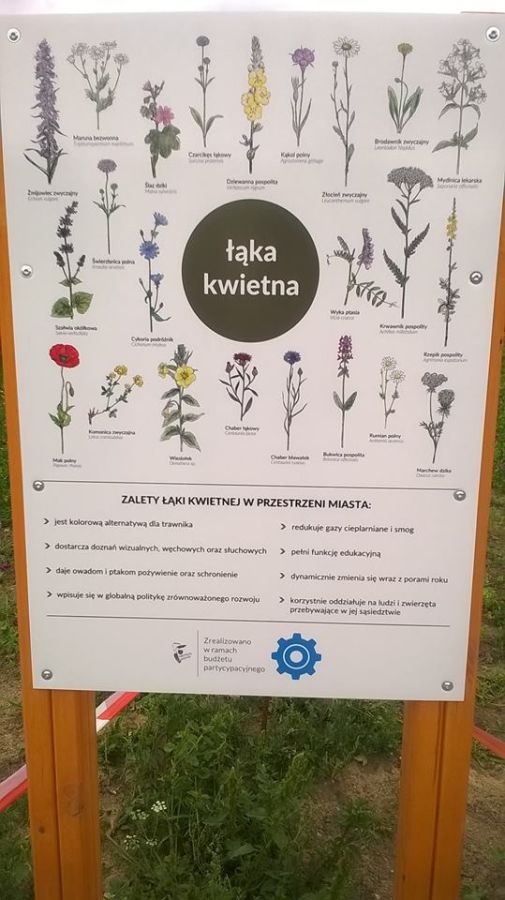 łąka kwiatowa.jpg