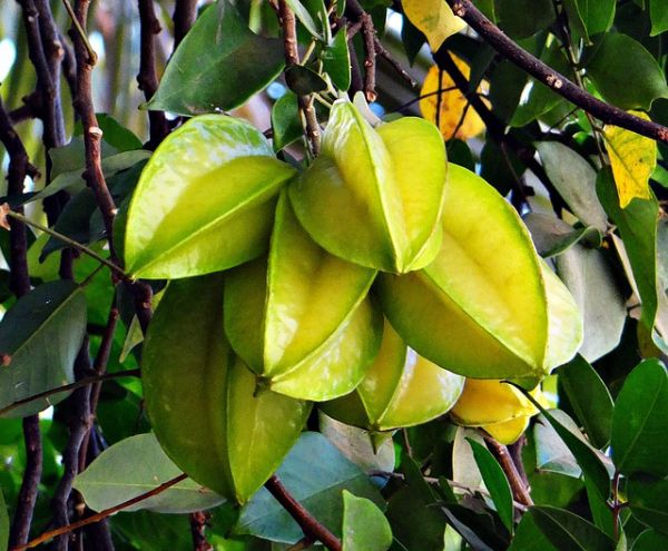 starfruit-284575_640.jpg