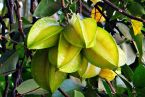 starfruit-284575_640.jpg